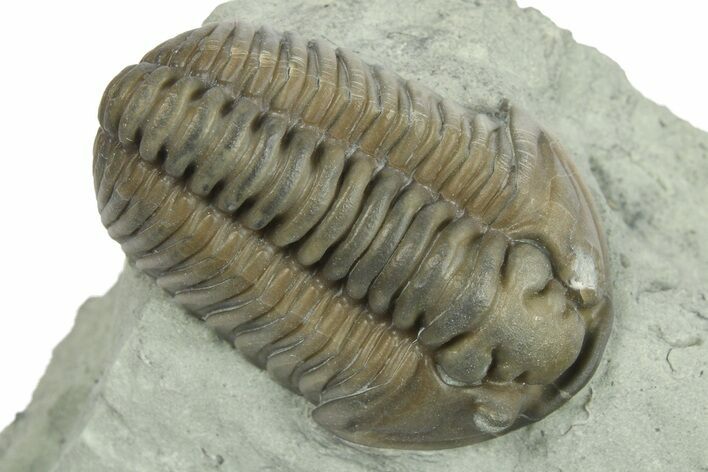 Inflated Flexicalymene Trilobite With Bryozoan - Indiana #270393
